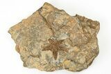 Ordovician Starfish (Petraster?) Fossil - Morocco #193719-1